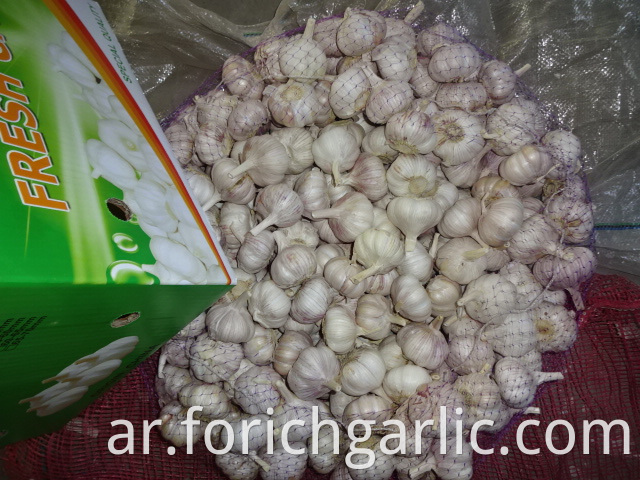 Fresh Normal Garlic Price